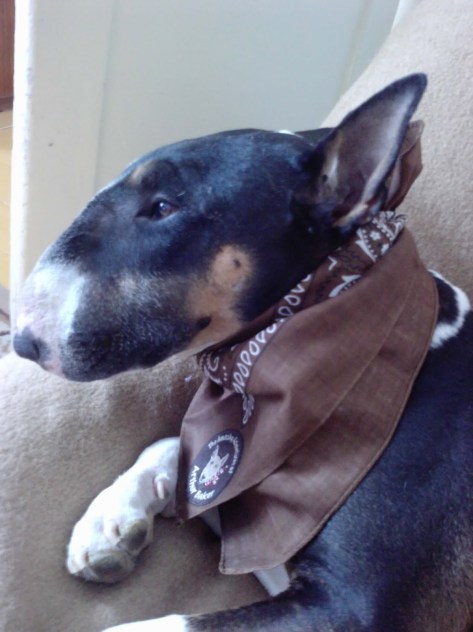 buddy in his arthur scarf