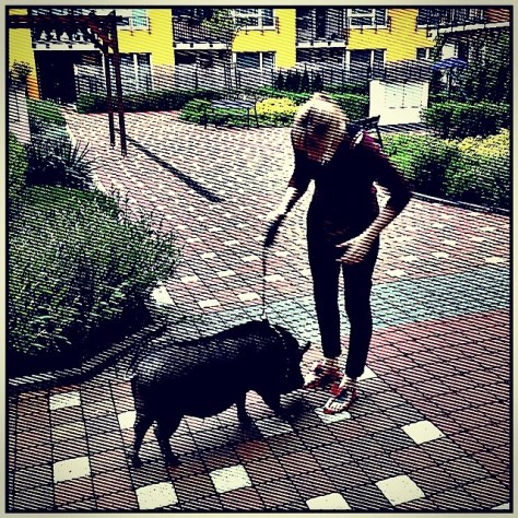 walking the pig