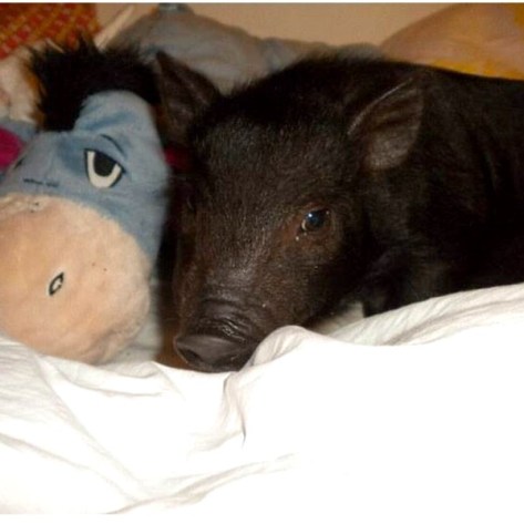 pet piglet with donkey from Pooh bear