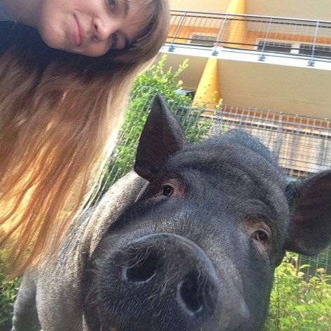 the pig and I