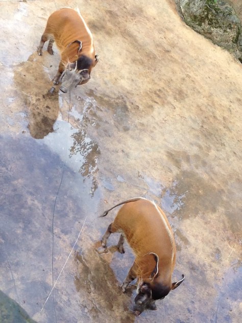 prazska zoo stetkouni