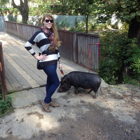 walking Mr. Pig