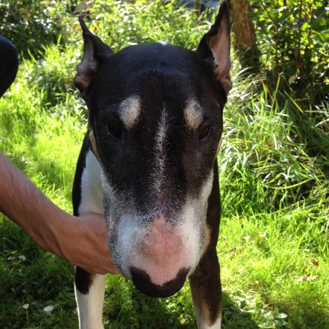 bull terrier