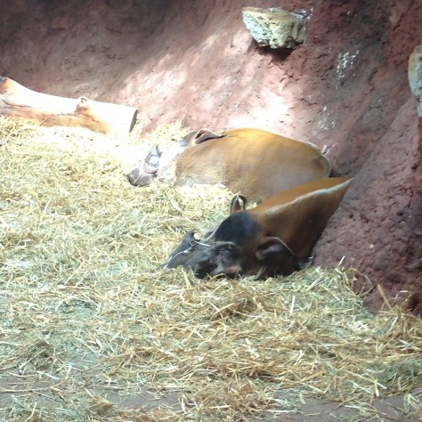 stetkouni prazska zoo